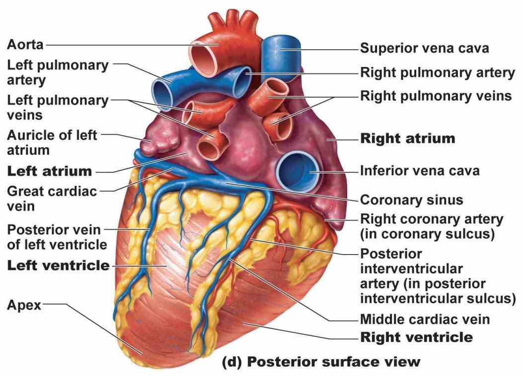 Arteries Of Heart With Diagram Pictures Wallpapers