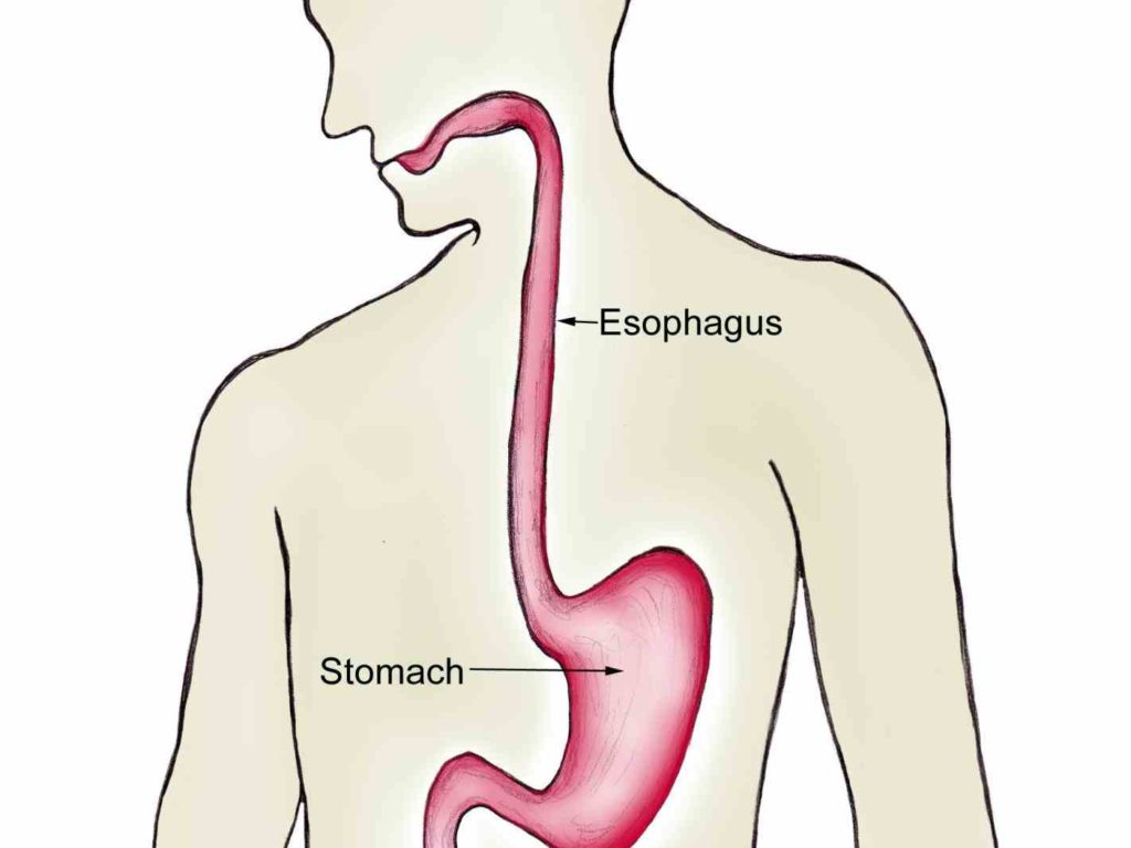 and muscular tube that connects pharynx throat to stomach it forms an