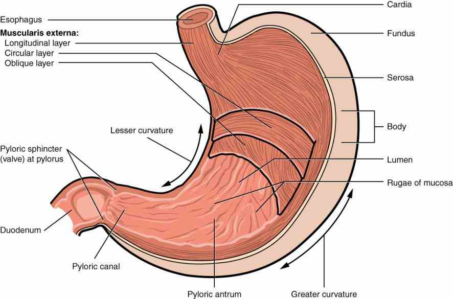 Anatomy The Four Regions Of The Stomach Pictures Wallpapers