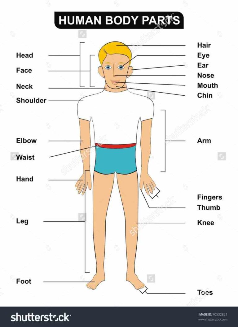 any External Parts Of The Human Body body part visible externally