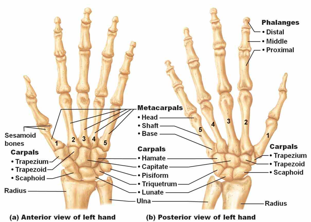 Anatomy Of The Human Wrist Pictures Wallpapers