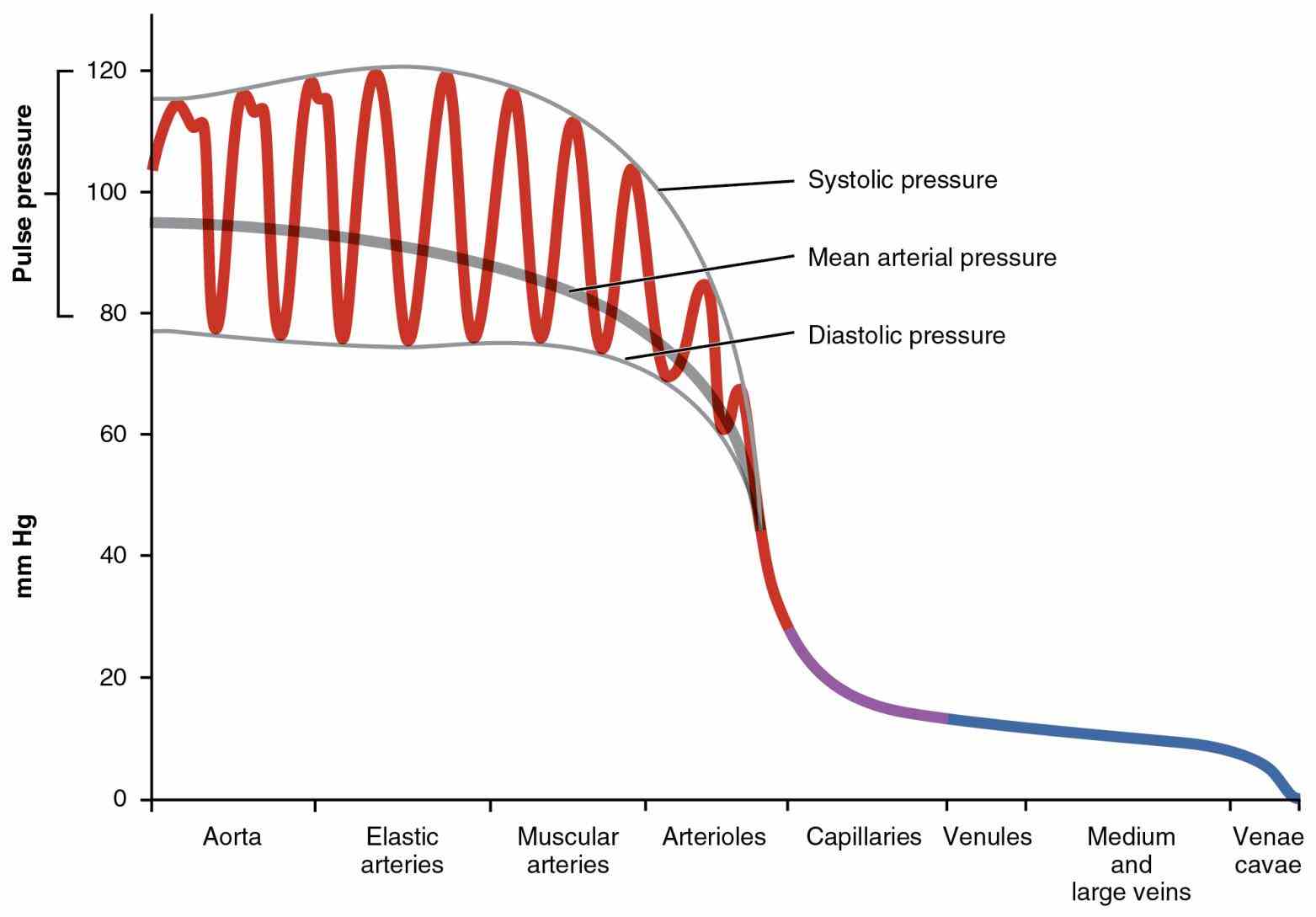 Anatomy The Three Kinds Of Blood Vessels Pictures Wallpapers
