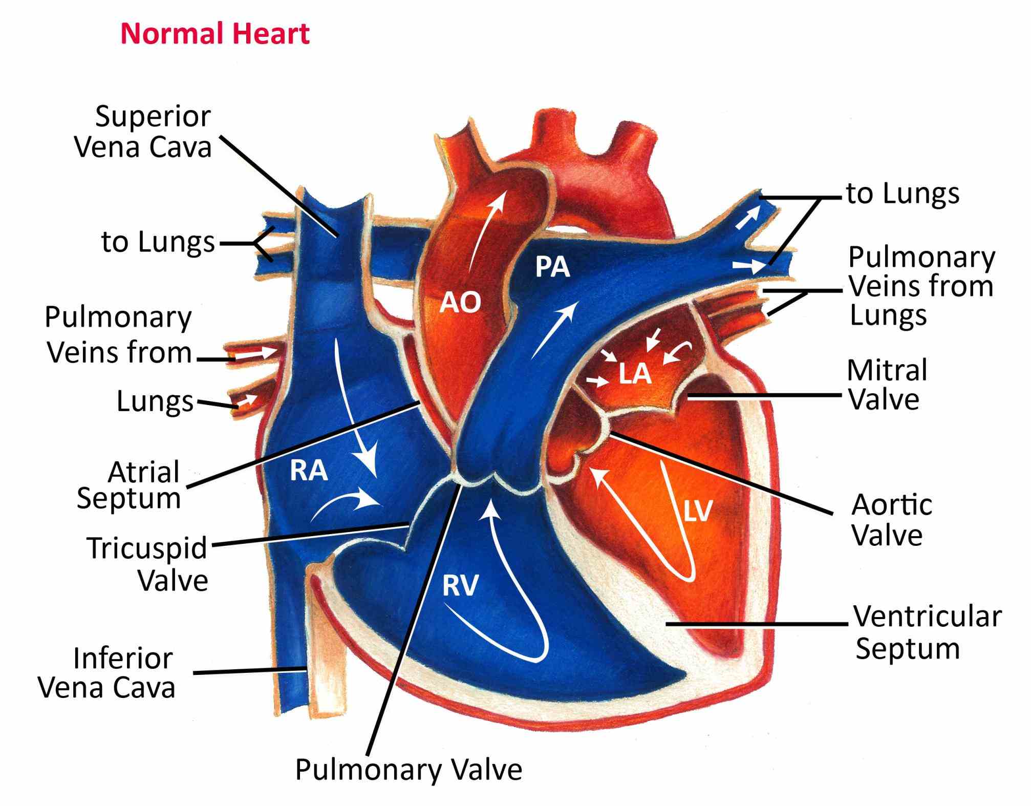 Heart Anatomy Blood Flow Diagram Pictures Wallpapers