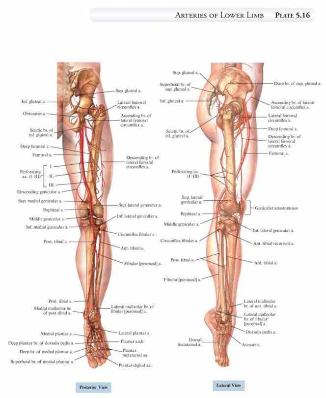 Human Detailed Structure Leg Pictures Wallpapers