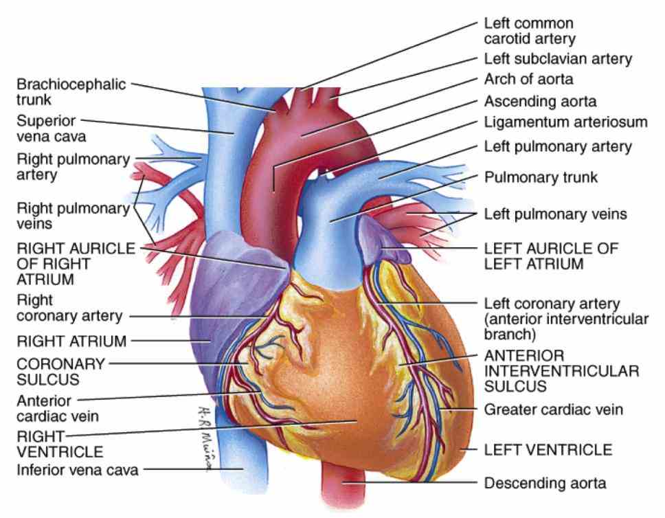 Heart Blood Vessels Of Human Anatomy Pictures Wallpapers