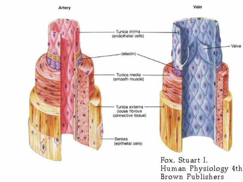 Arteries And Veins Anatomy Diagram Pictures Wallpapers