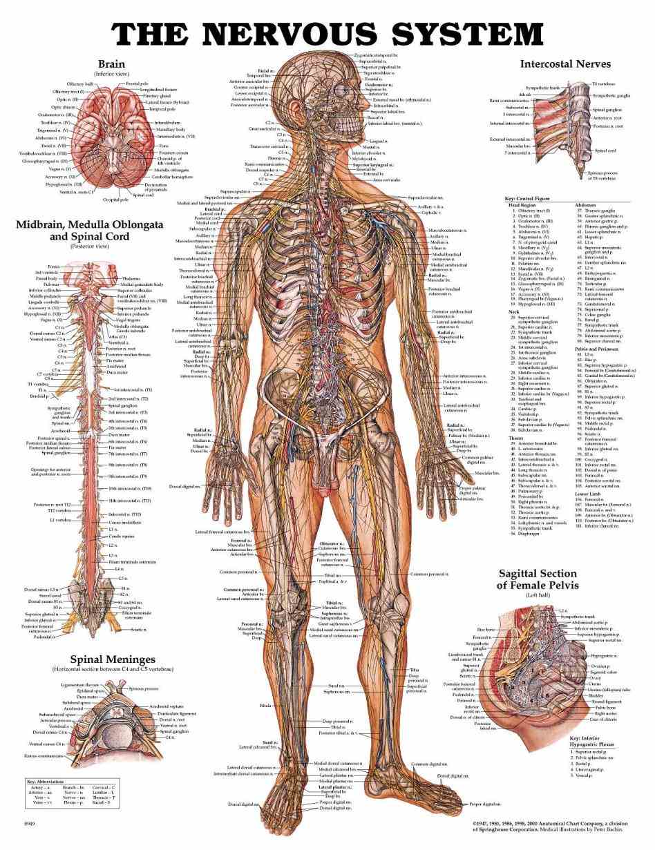 Anatomy Picture Of Human Body Pictures Wallpapers