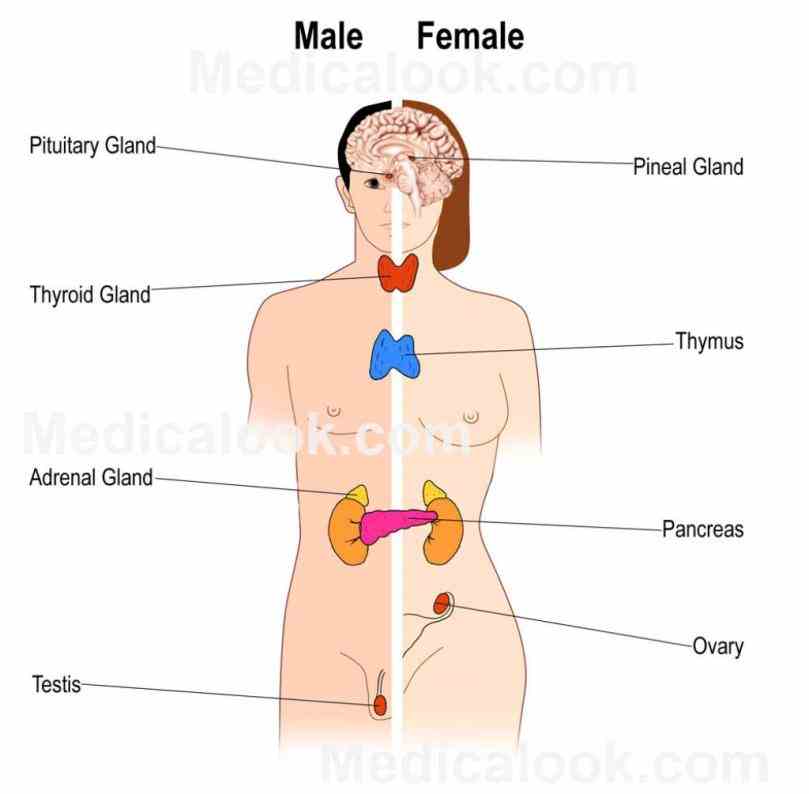 Endocrine System Diagram Labeled Pictures Wallpapers