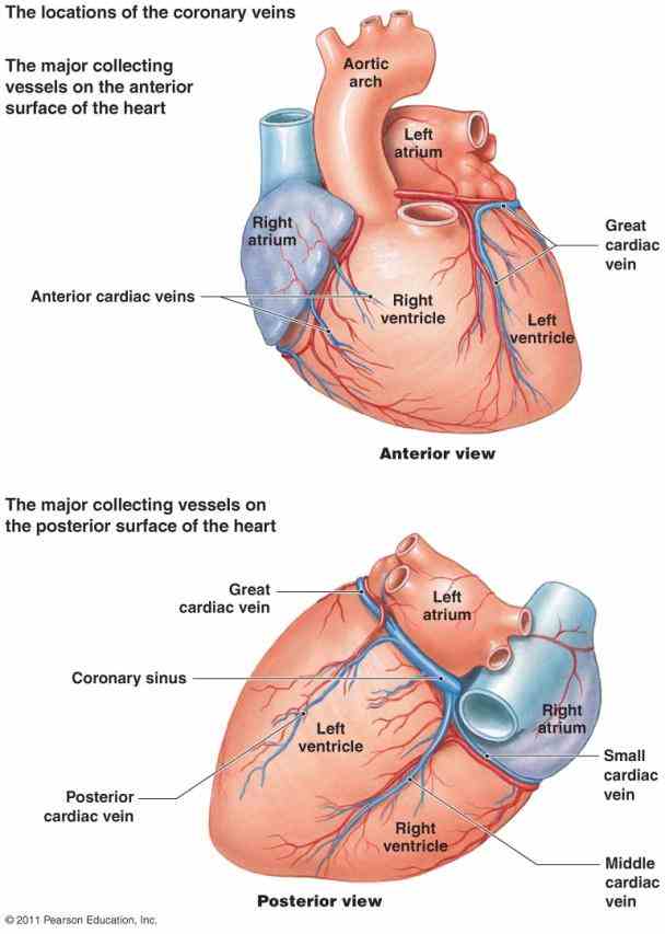 Arteries Of Heart With Diagram Pictures Wallpapers