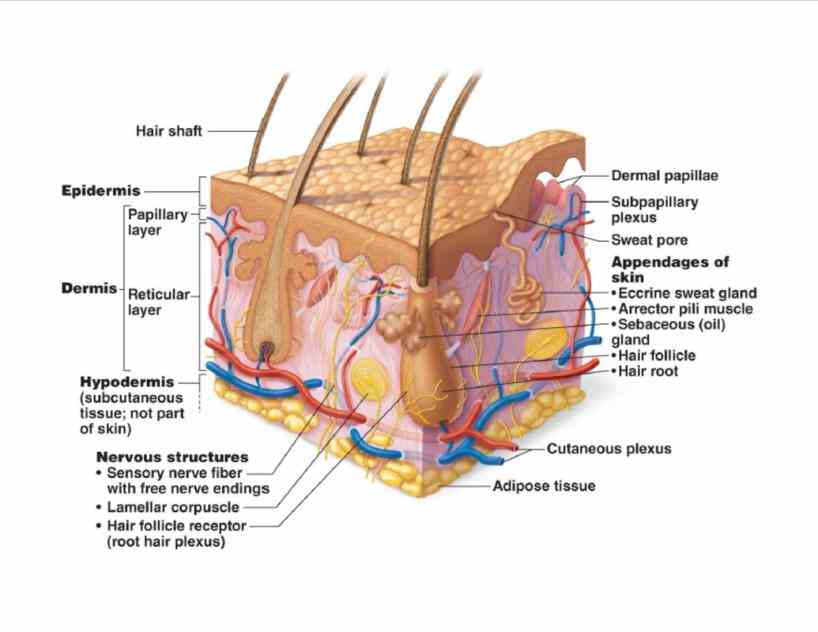 Pictures Of The Integumentary System Labeled Pictures Wallpapers