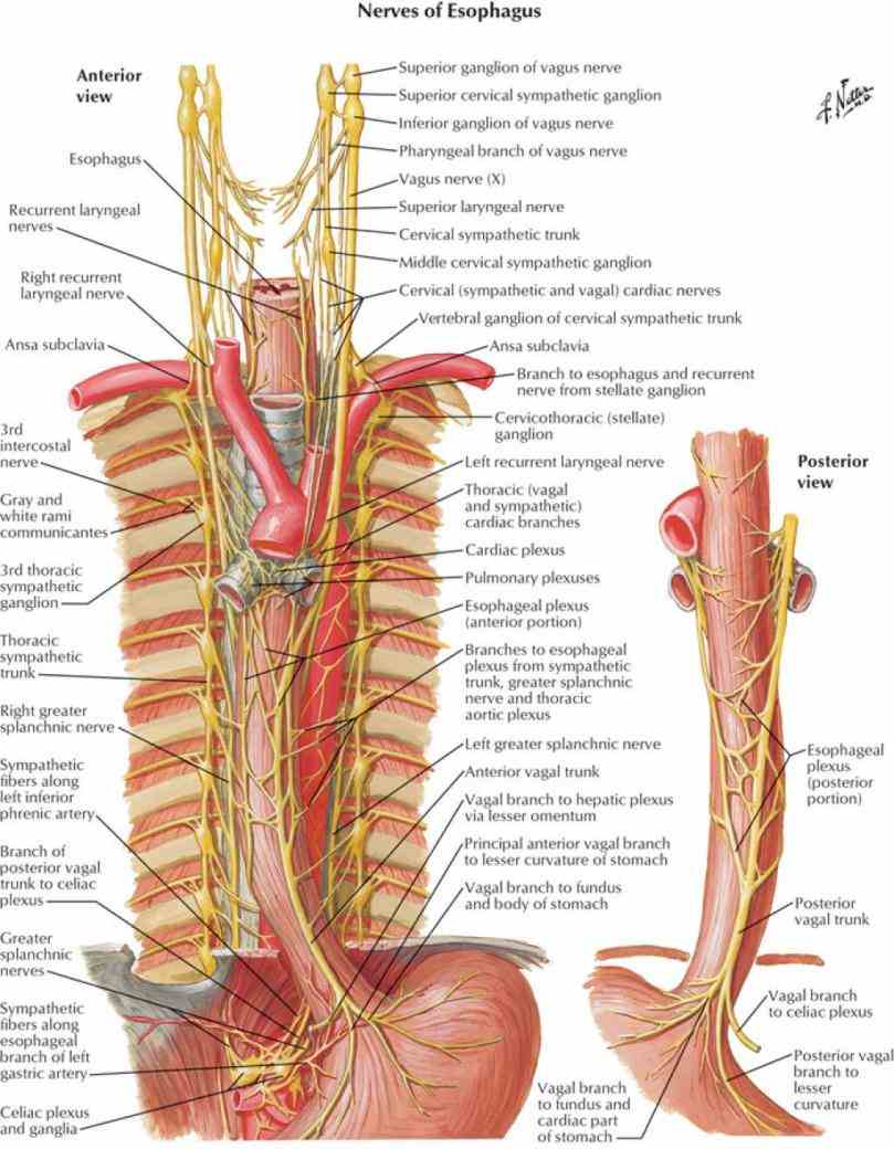 Anatomy Of Esophagus And Trachea
