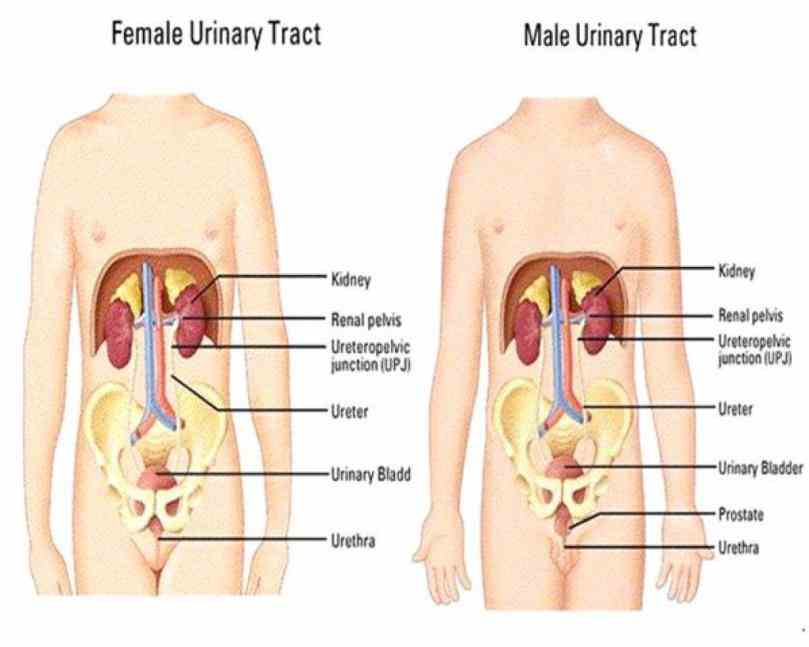 Anatomy Of The Excretory System Pictures Wallpapers