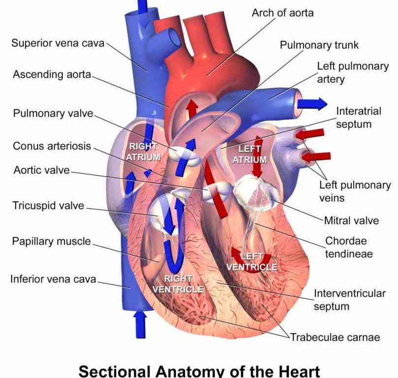 called myocardium science External Structure Of Human Heart Anatomy