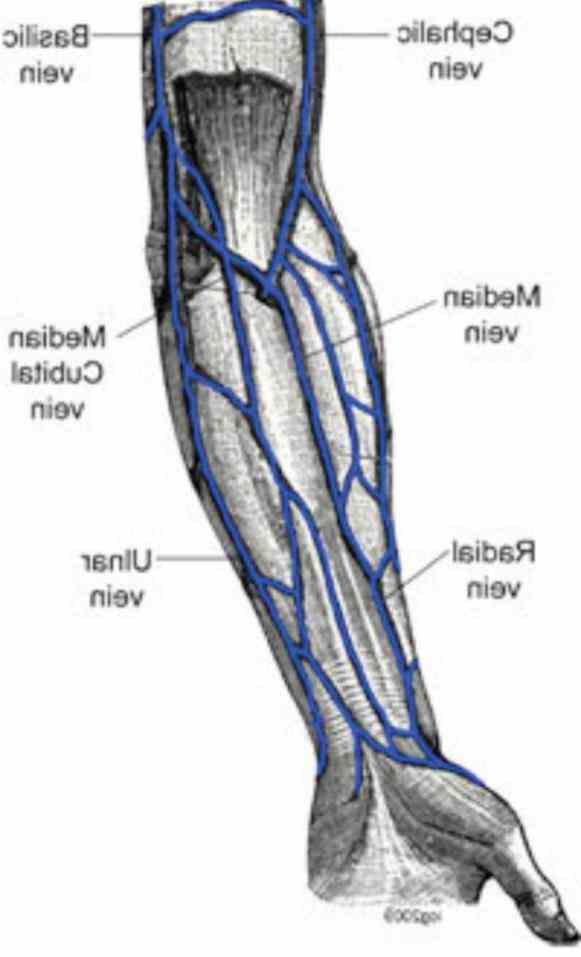 Anatomy Of The Veins In The Arm | MedicineBTG.com