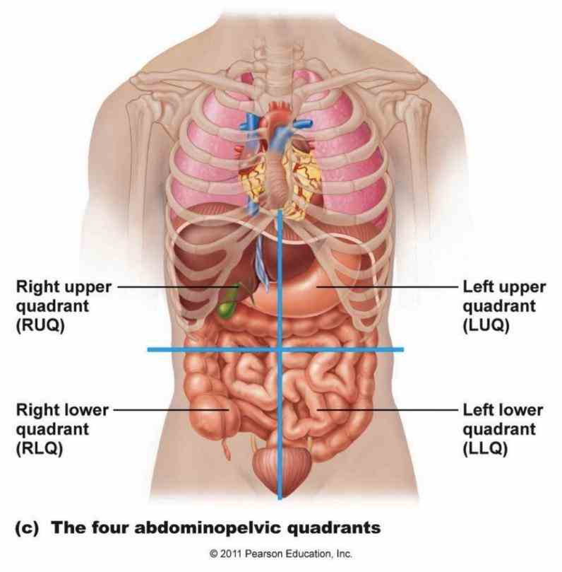 Left Side Anatomy Of The Body Pictures Wallpapers