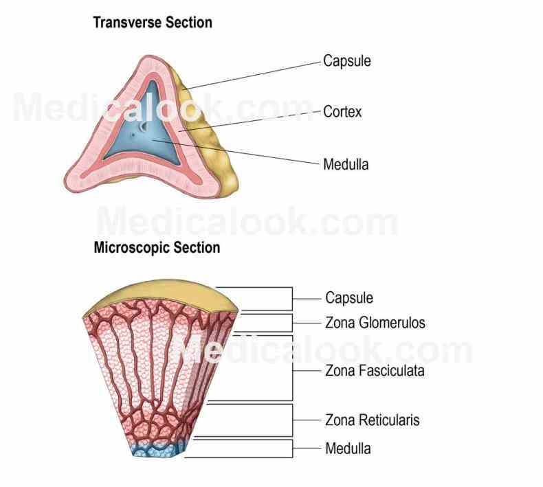 Anatomy Of The Adrenal Gland | MedicineBTG.com