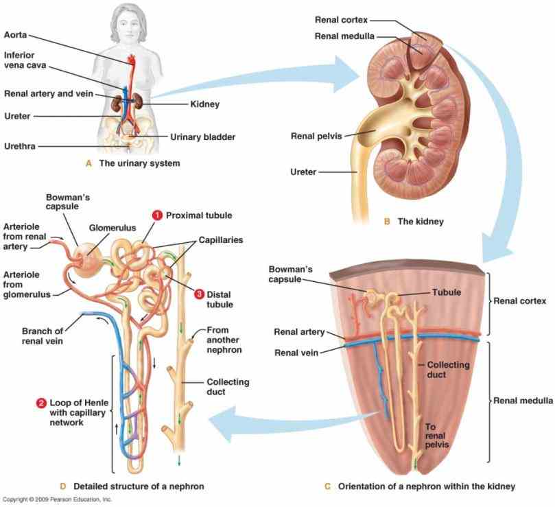 Anatomy Of The Excretory System Pictures Wallpapers