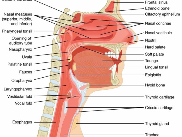 de Esophagus Function And Structure mar webmds esophagus anatomy page