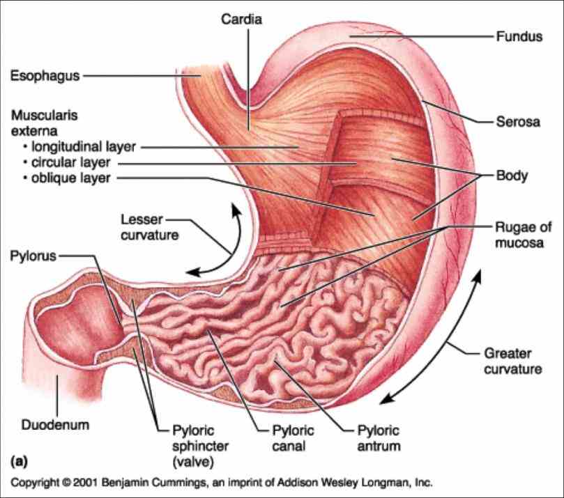 Label The Human Stomach Pictures Wallpapers Label The Human Stomach Pictures Wallpapers