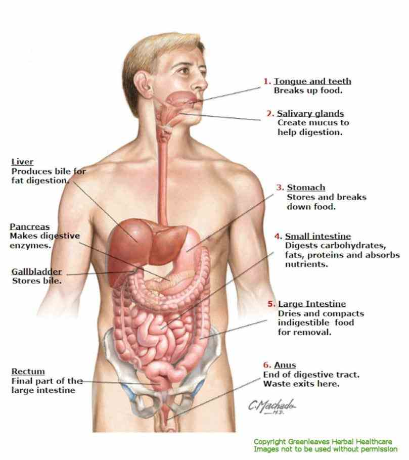 Location Of The Pancreas In The Human Body Pictures Wallpapers