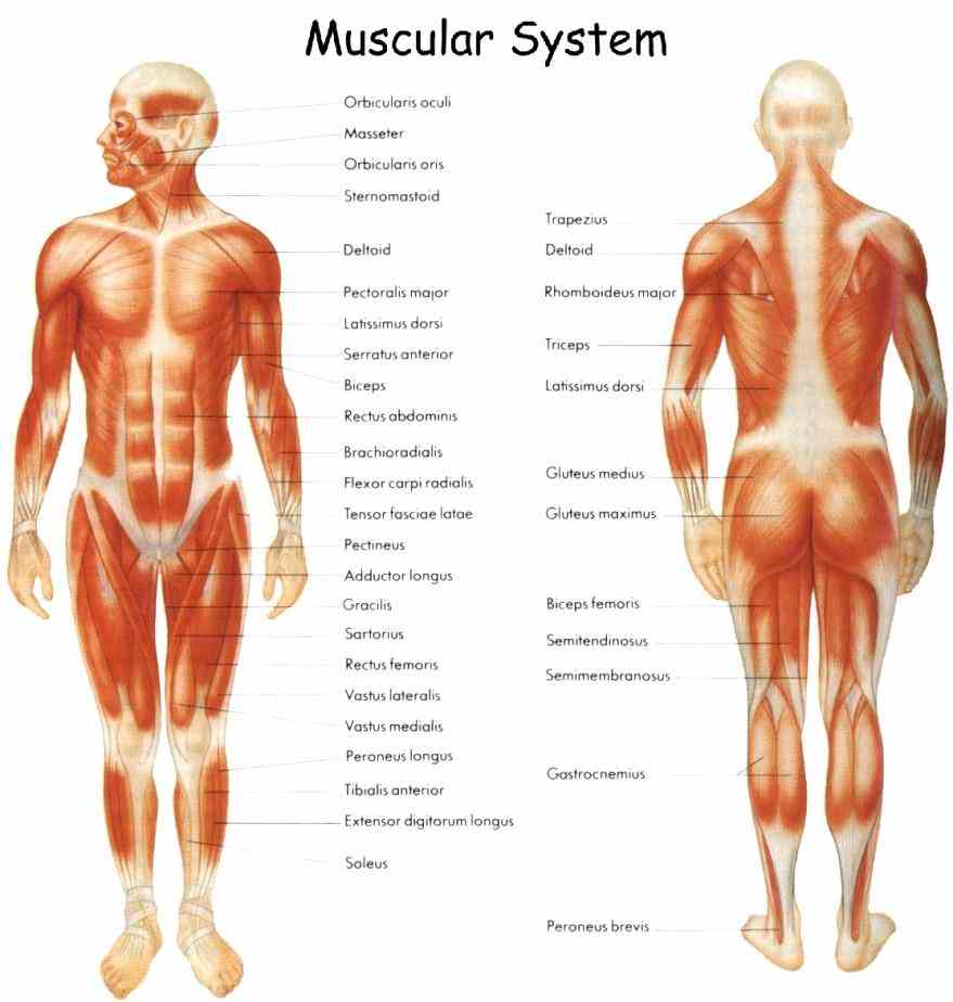 Muscular System Human Anatomy Pictures Wallpapers