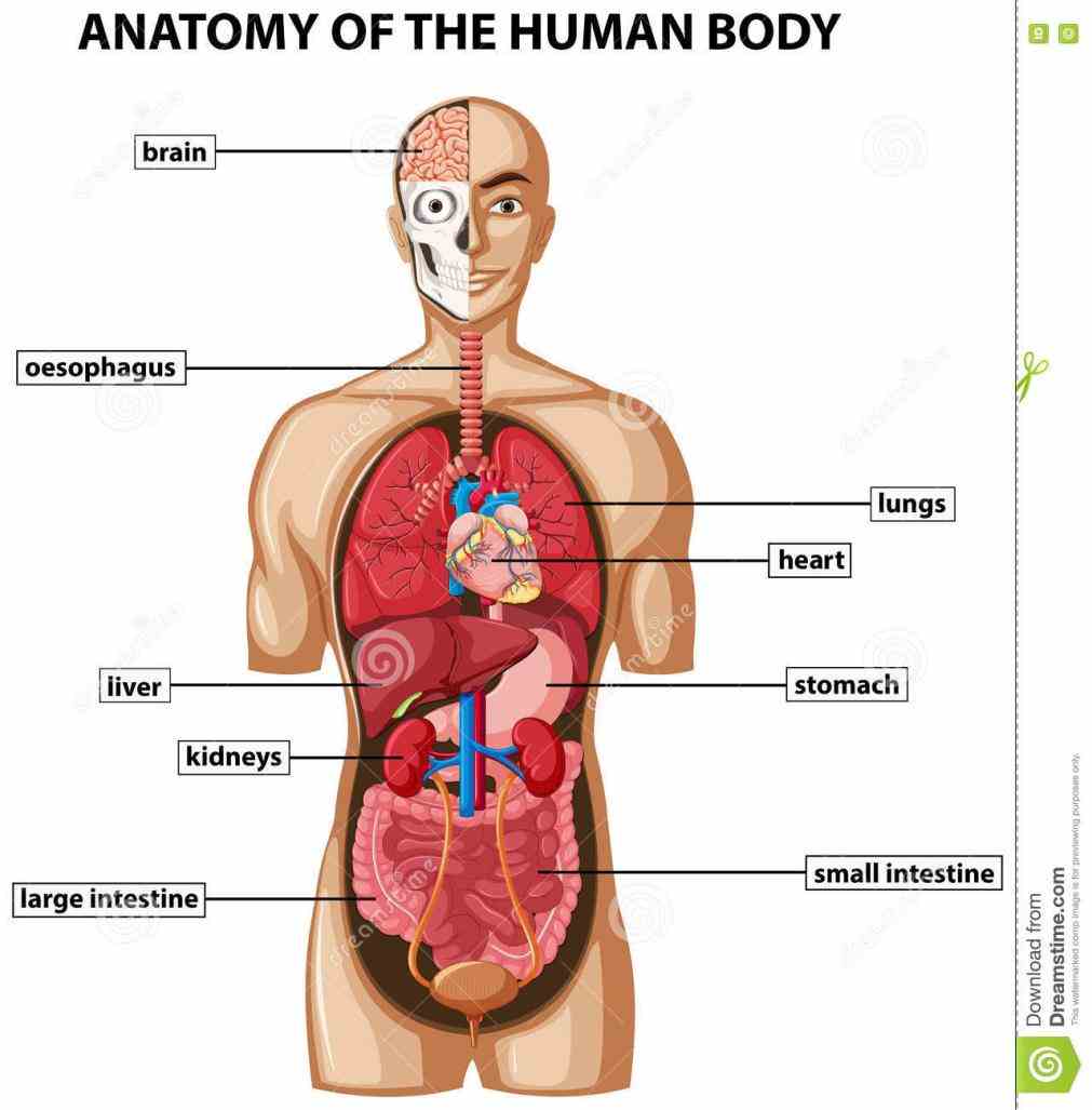 Anatomy Picture Of Human Body Pictures Wallpapers