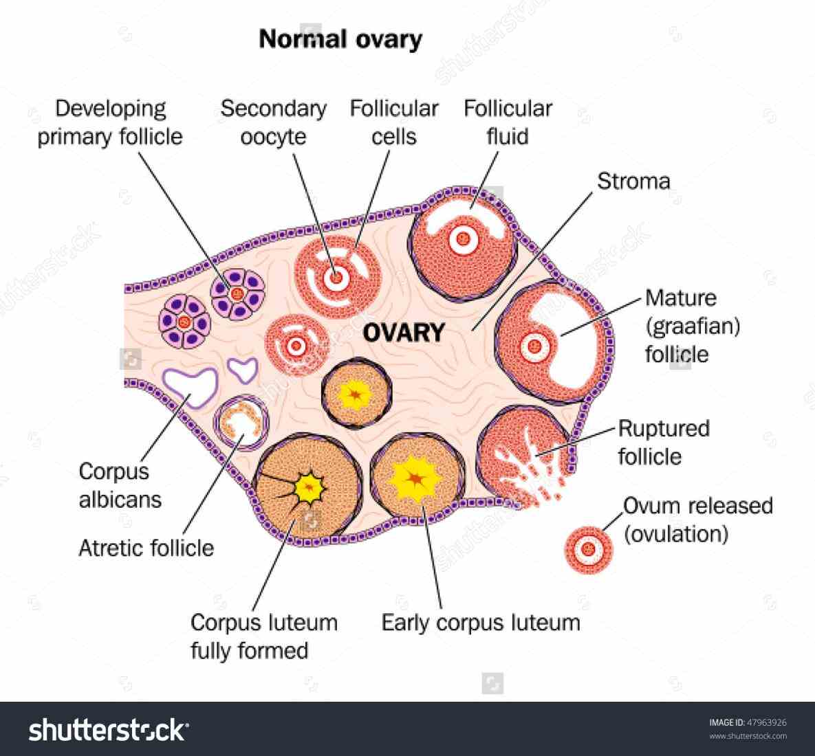 Draw A Labelled Diagram Of A Section Through Ovary