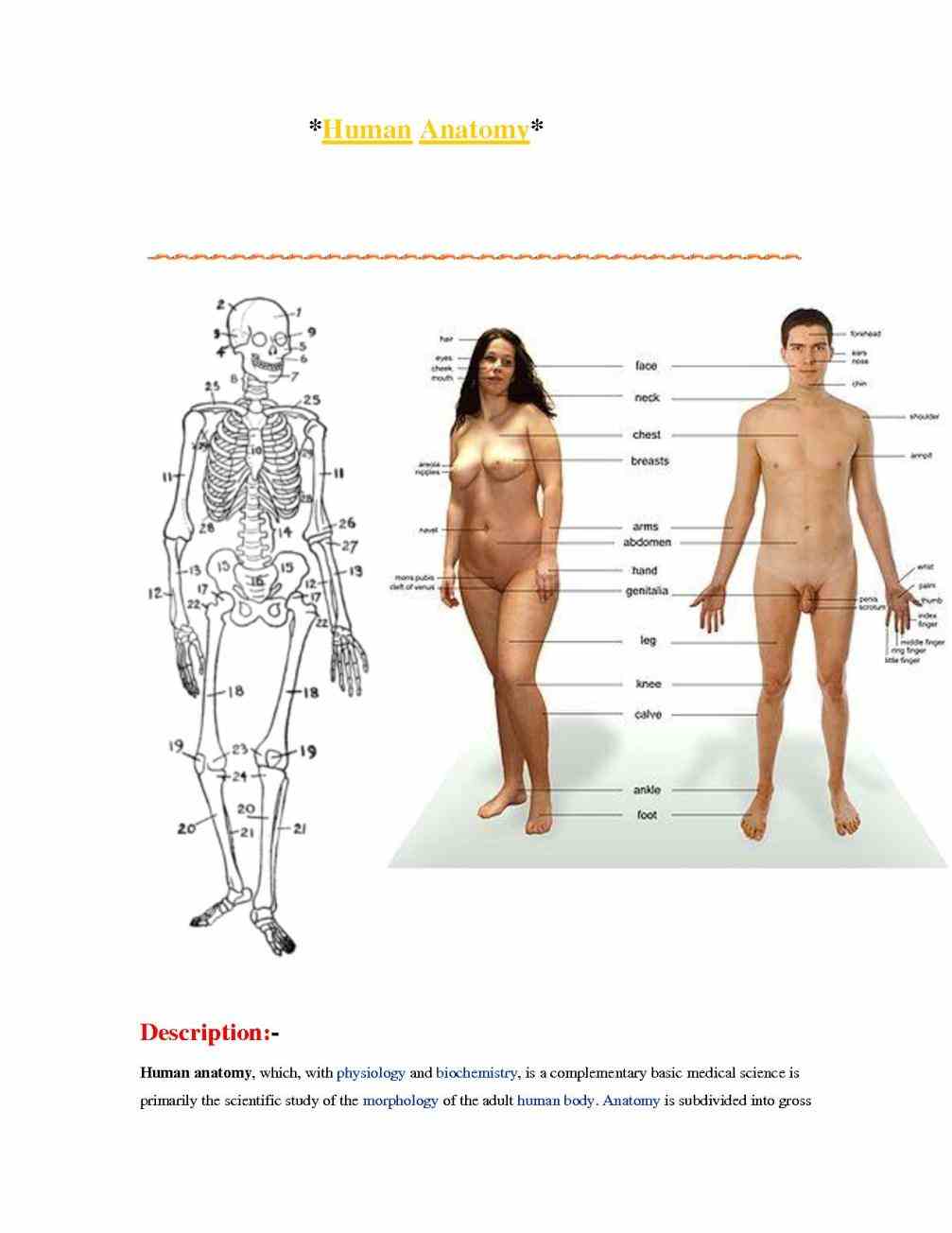 External Parts Of The Human Body Pictures Wallpapers