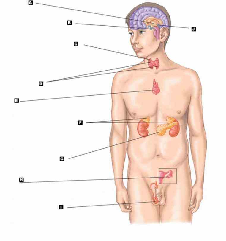 Labelled Endocrine System Anatomy Pictures Wallpapers Labelled Endocrine System Anatomy Pictures Wallpapers
