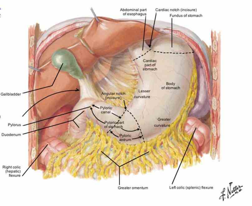 Anatomy Of Stomach And Duodenum Pictures Wallpapers
