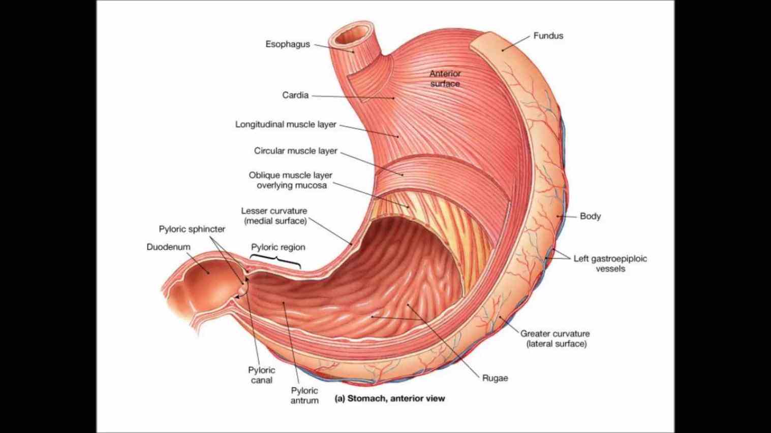 Anatomical Position Of The Stomach Pictures Wallpapers