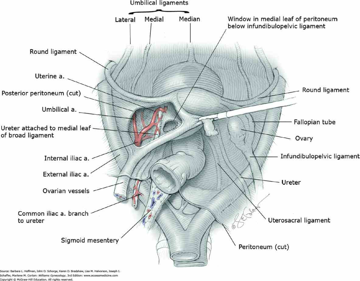 Abdominal Viscera Located In The Retroperitoneum Include The Pictures Wallpapers
