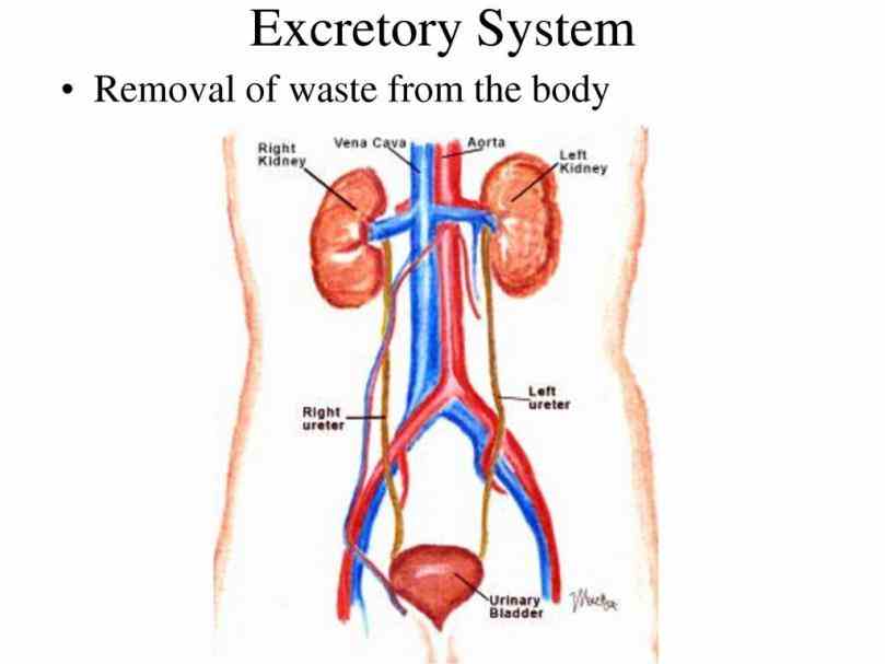 Anatomy Of The Excretory System Pictures Wallpapers
