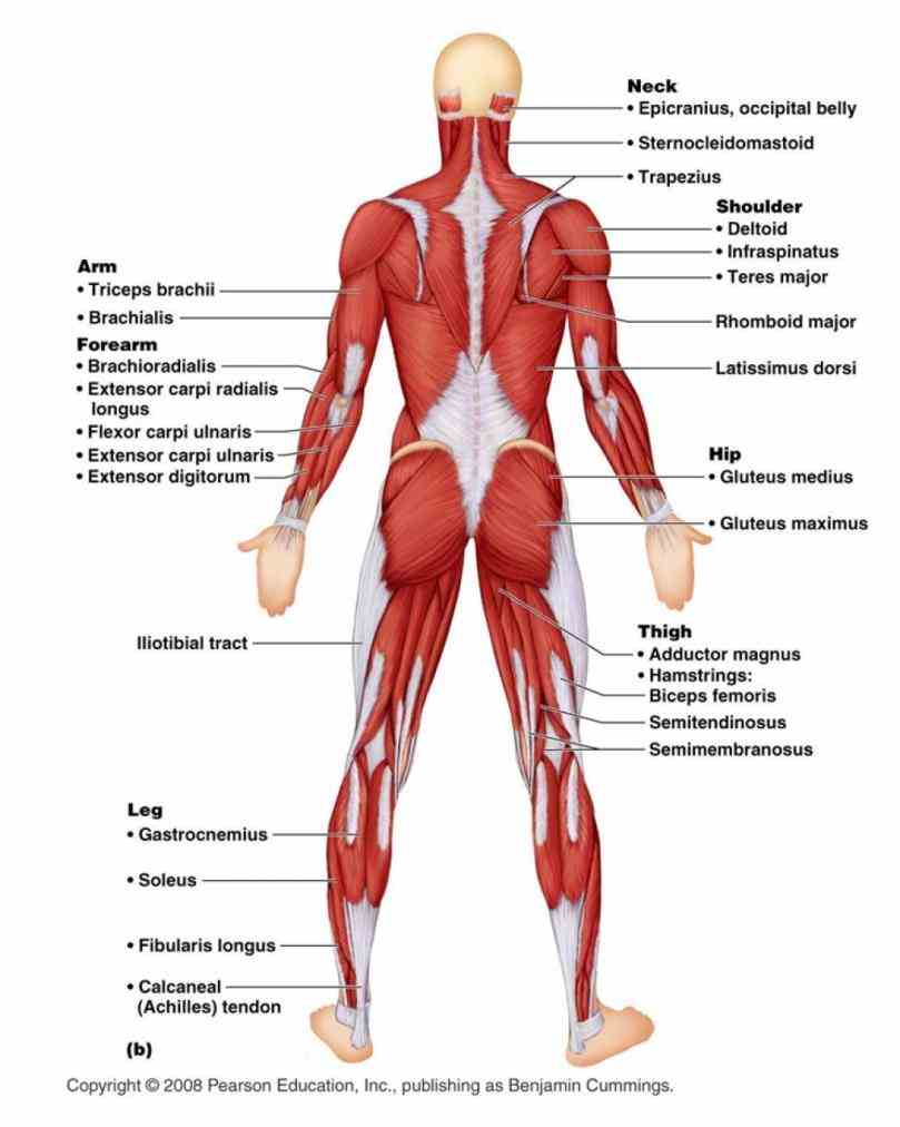 Muscular System Human Anatomy Pictures Wallpapers