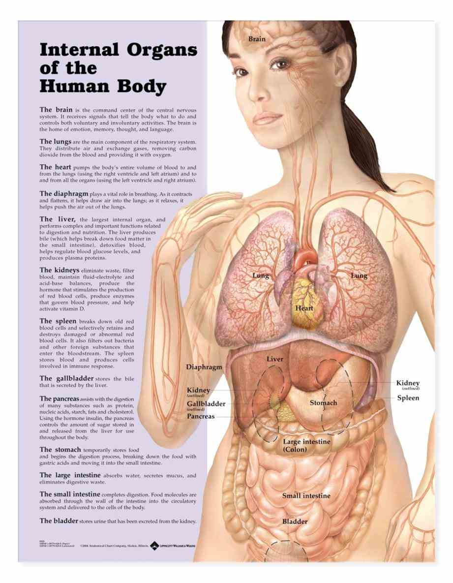 Female Human Anatomy Organs Diagram Pictures Wallpapers