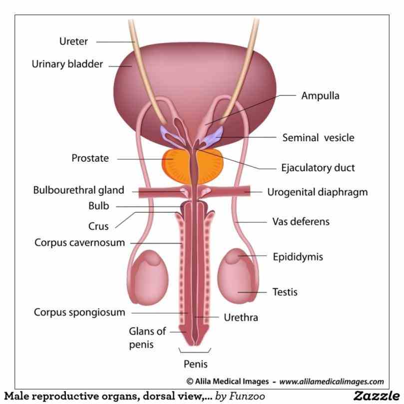 Anatomy Of Male Reproductive System Pictures Wallpapers