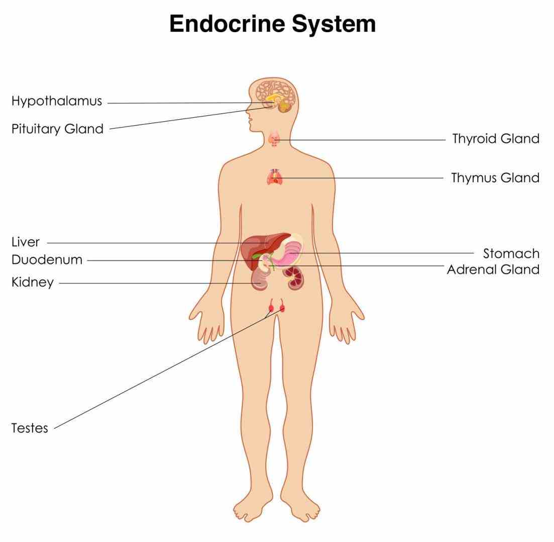 Endocrine System Diagram Labeled Pictures Wallpapers