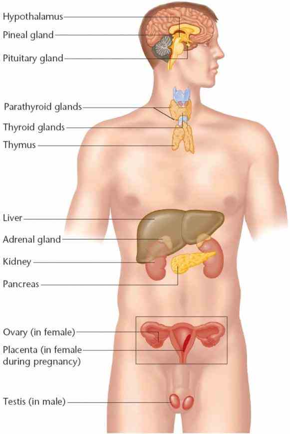 Endocrine System Diagram Labeled Pictures Wallpapers