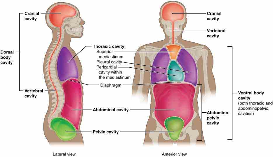 Anatomy The Four Regions Of The Stomach Pictures Wallpapers
