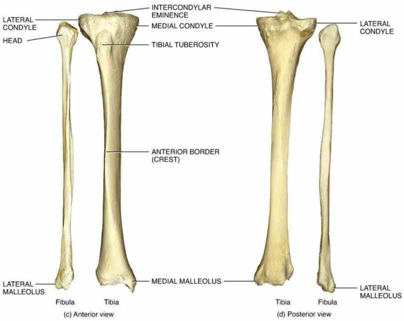 Anatomy Tibia And Fibula Diagram Pictures Wallpapers