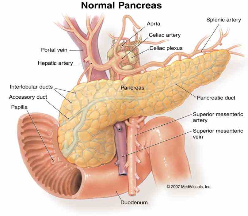 Location Of The Pancreas In The Human Body Pictures Wallpapers