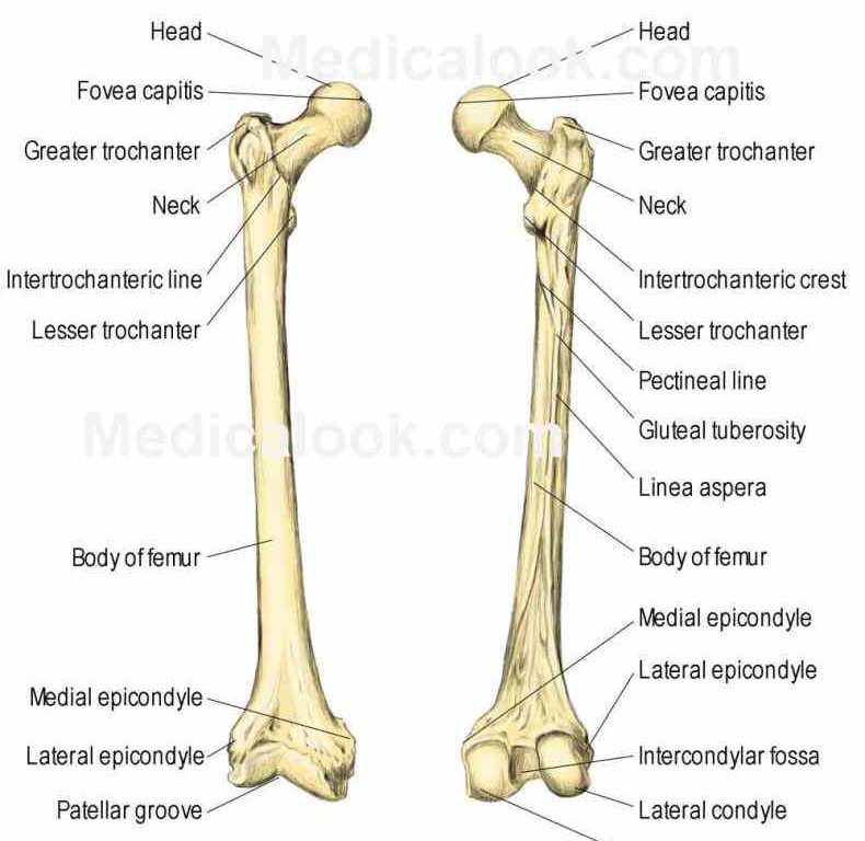 how do and compare score others by bakerjasm not Labeled Ulna And