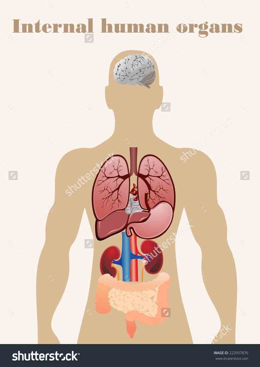 however when anatomy of  ir Anatomy Of Stomach And Esophagus para anatomical structure the abdominal part of oesophagus is