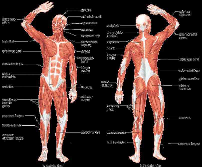 Muscular System Human Anatomy Pictures Wallpapers