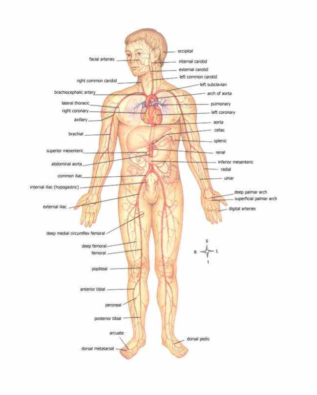All Arteries In The Human Body Pictures Wallpapers