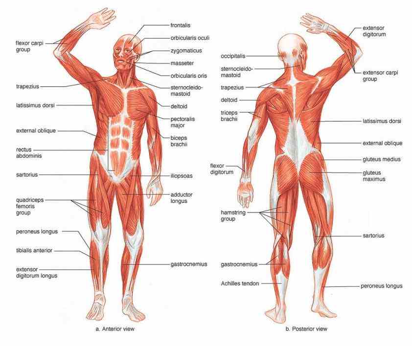 Labeled Body Muscle Diagram Pictures Wallpapers