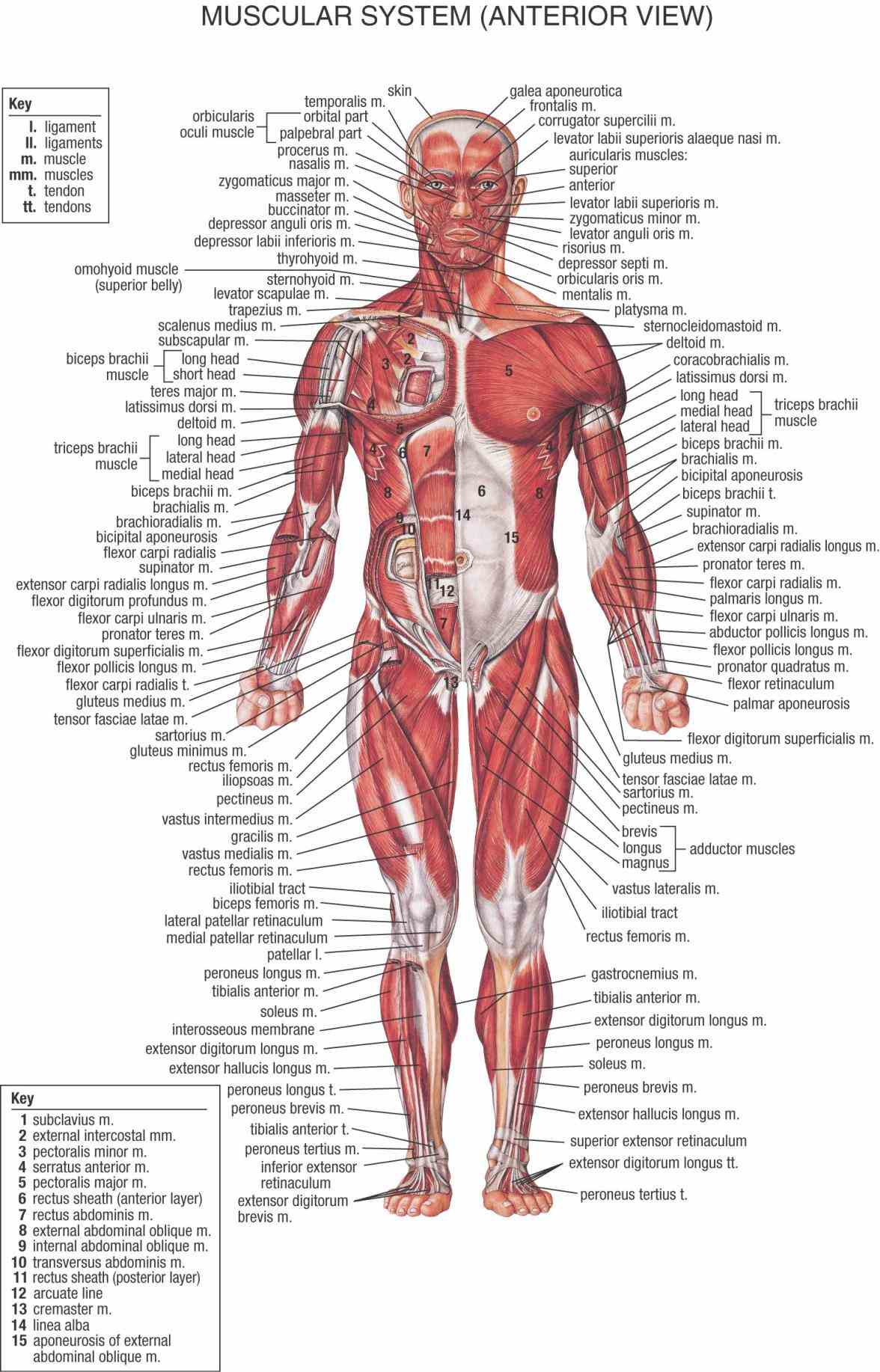 human skeleton it a complete atlas of and  anatomy Anatomy Of The Muscular System of the muscular system chapter