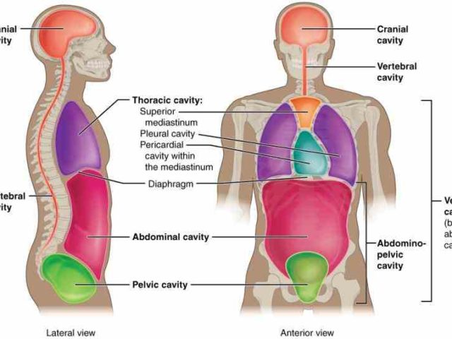 illustration labeled regions of the human body show an anterior and