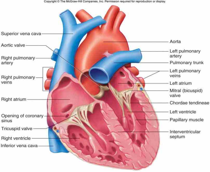 Arteries Of The Heart Diagram Pictures Wallpapers