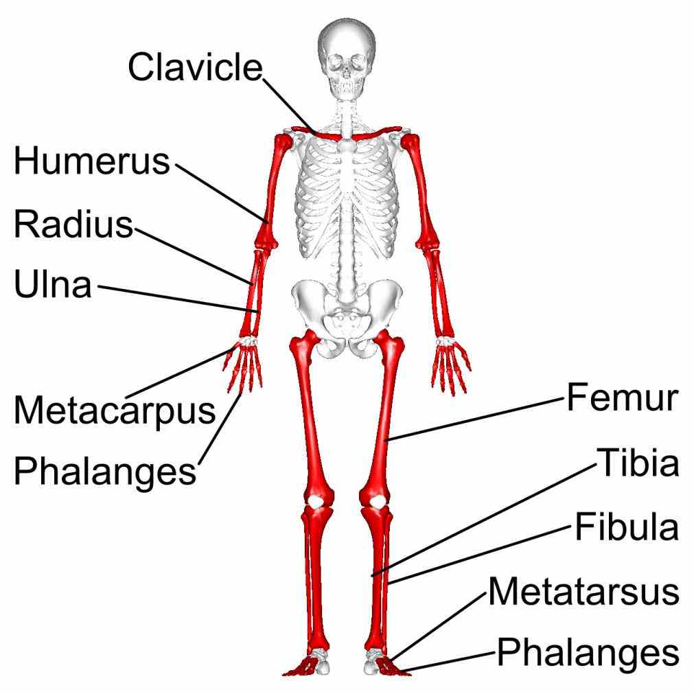 Long Bones In The Human Skeleton Pictures Wallpapers